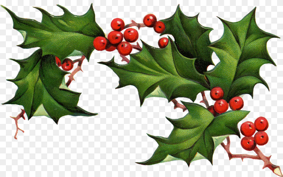 Christmas Holly Border Clipart Clip Art Images Schwarzes Labrador Retriever Das Geschenk Holt Karte, Leaf, Plant, Tree, Food Free Png Download