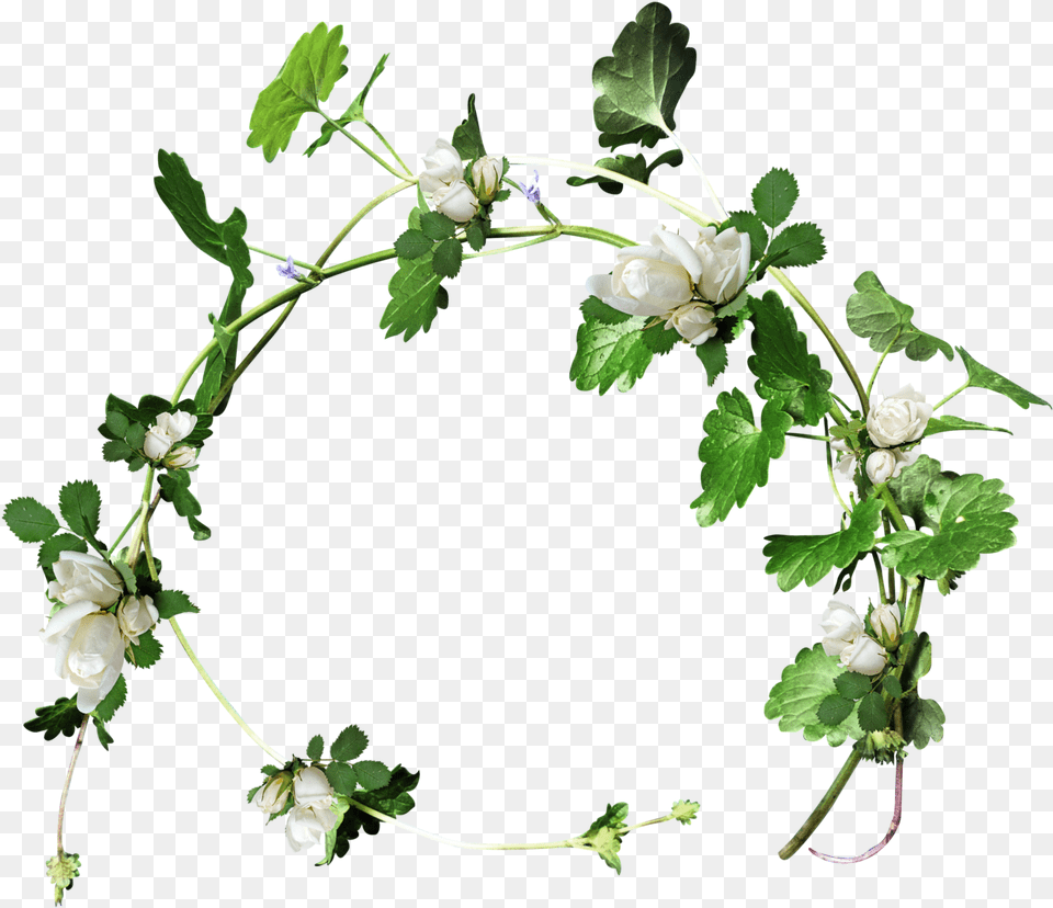 Christmas Holly Garland Clipart Download Transparent, Leaf, Plant, Flower, Rose Free Png