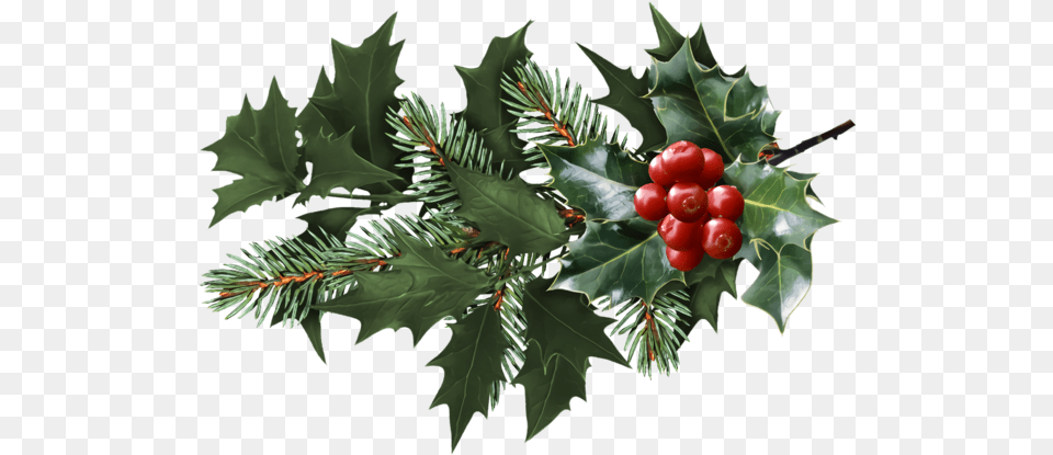 Christmas Holly Plant Leaf For Christmas Holly, Food, Fruit, Produce, Tree Free Transparent Png