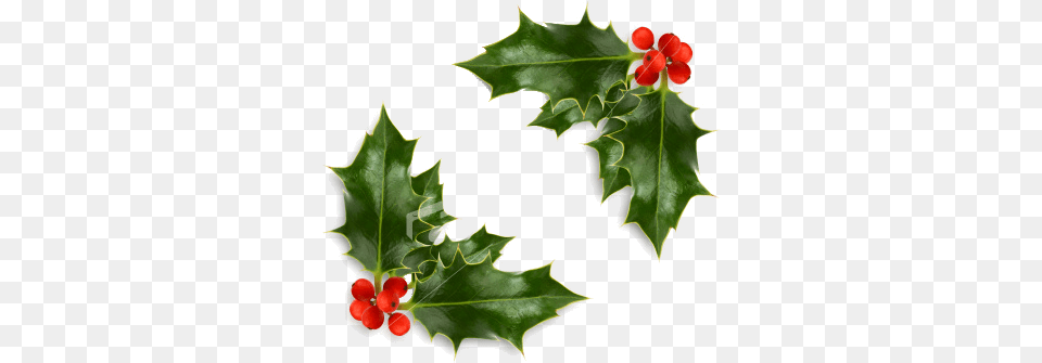 Christmas Holly Background Holly, Leaf, Plant, Flower Free Transparent Png