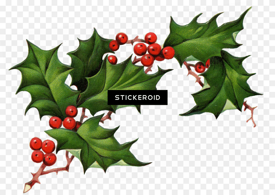 Christmas Holly Transparent Clipart Corner Holly, Leaf, Plant, Tree, Food Free Png Download