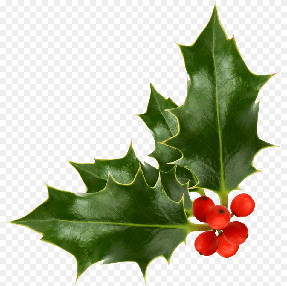Christmas Hollypictures11 Humane Society Christmas Cards, Leaf, Plant, Tree, Food Free Transparent Png