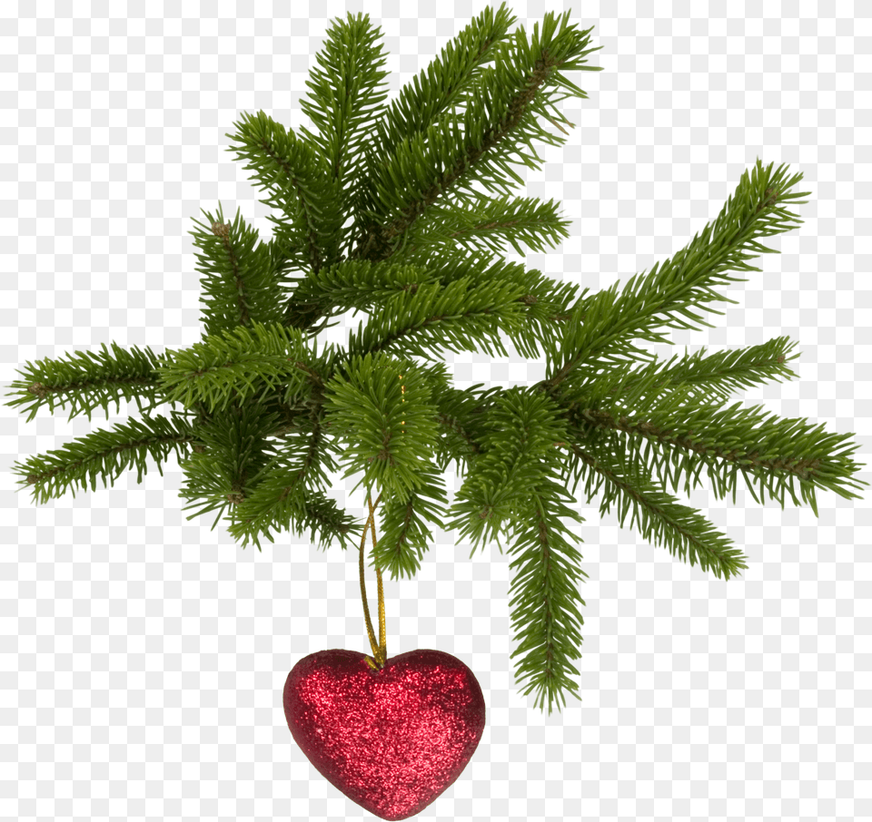 Christmas Image Icon Favicon Freepngimg Christmas Heart Transparent Background, Plant, Tree, Conifer Png