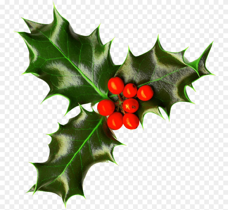 Christmas Images Transparent Christmas Holly, Leaf, Plant, Tree, Food Free Png