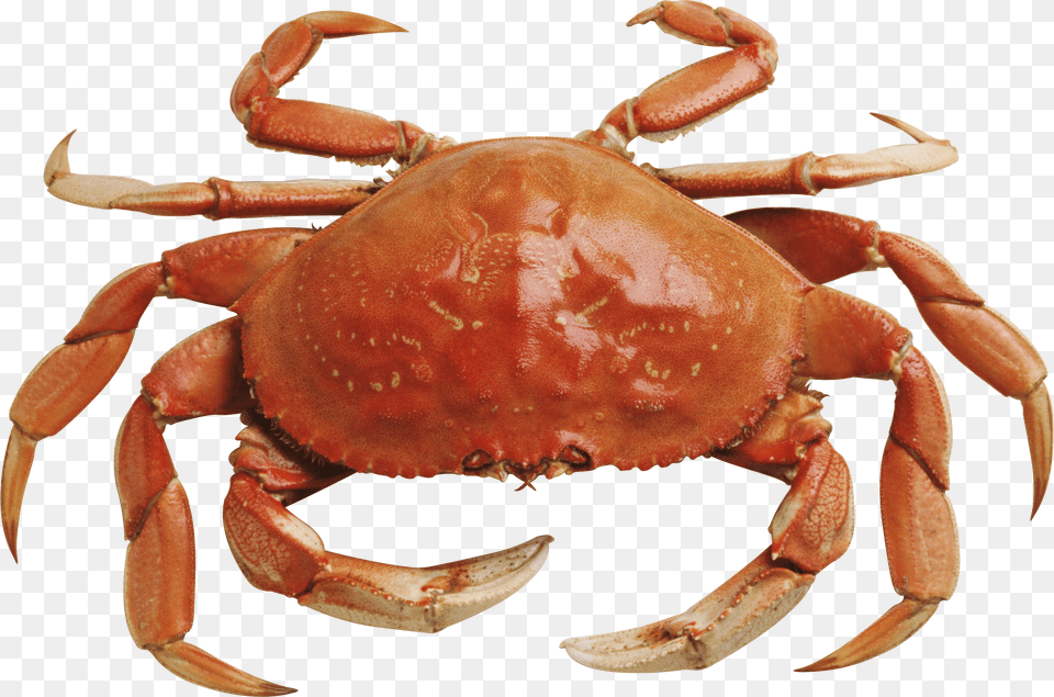 Christmas Island Red Crab Crab Png