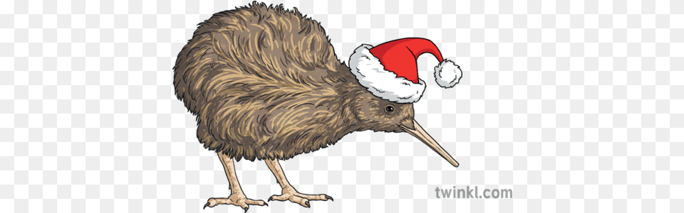 Christmas Kiwi Santa Hat Bird New Zealand Ks2 Illustration Christmas New Zealand Kiwi, Animal, Beak, Kiwi Bird Free Png