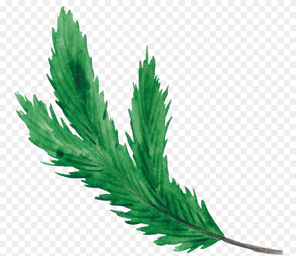Christmas Leaf Green Christmas Green Leaf Vector, Plant, Herbs, Herbal, Grass Free Png Download