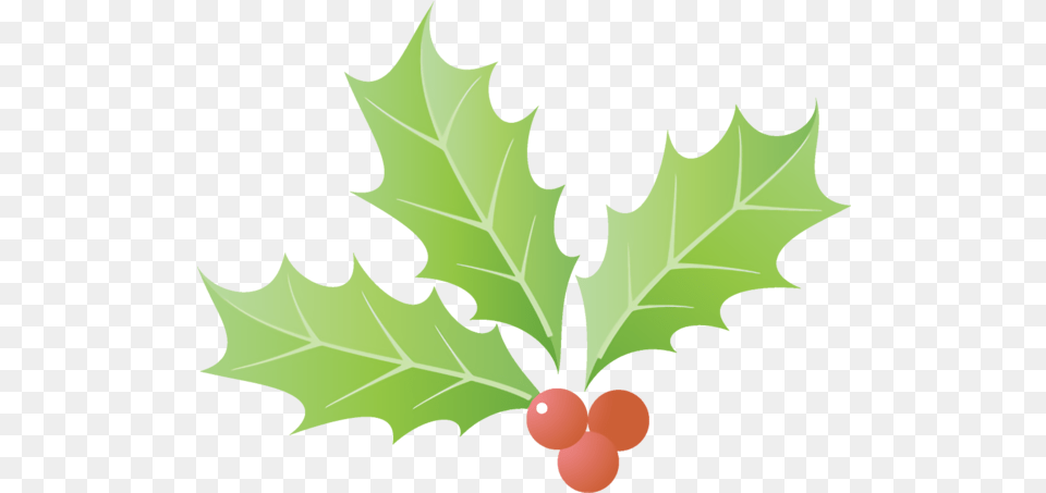 Christmas Leaf Holly Tree For Leaves, Plant, Person Png Image