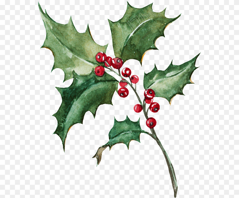 Christmas Leaf Watercolor, Plant, Tree, Flower, Food Png Image