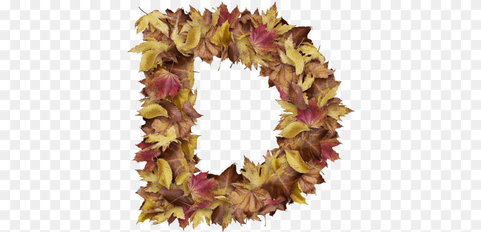 Christmas Leaves Letter D From Dry Leaves Wreath Autumn, Leaf, Plant, Food, Fruit Png