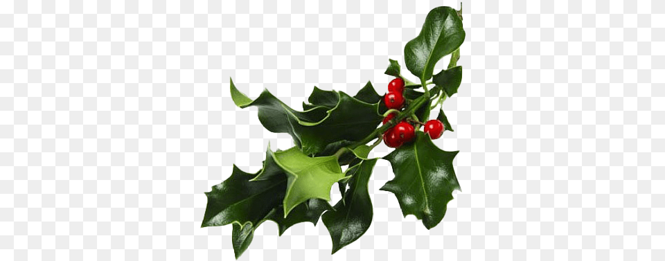 Christmas Mistletoe Photos Mistletoe, Leaf, Plant, Food, Fruit Free Transparent Png