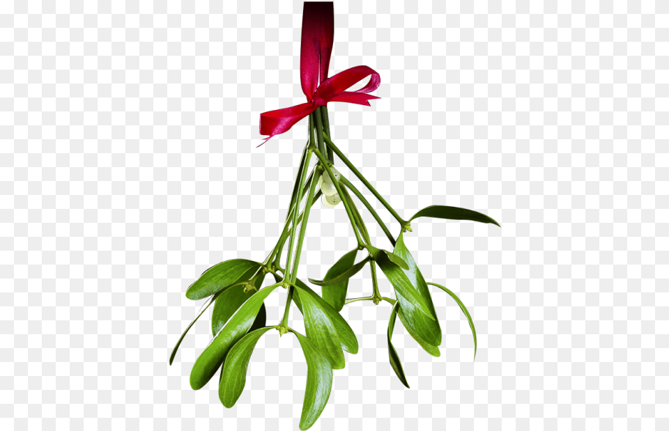 Christmas Mistletoe Transparent Christmas Mistletoe Transparent Mistletoe Clipart, Flower, Plant, Flower Arrangement, Leaf Png
