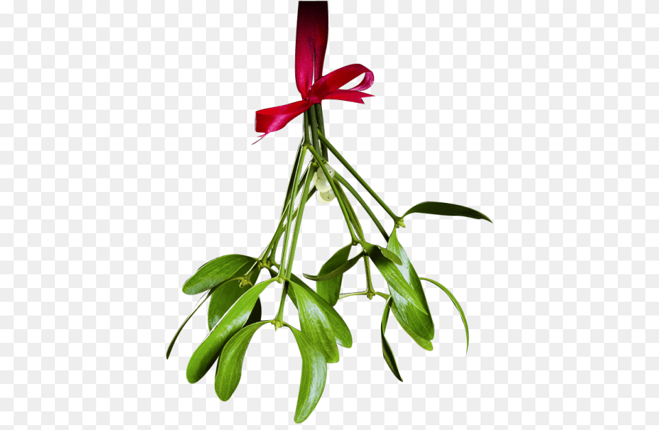 Christmas Mistletoe Transparent Totallytransparent, Flower, Flower Arrangement, Leaf, Plant Png