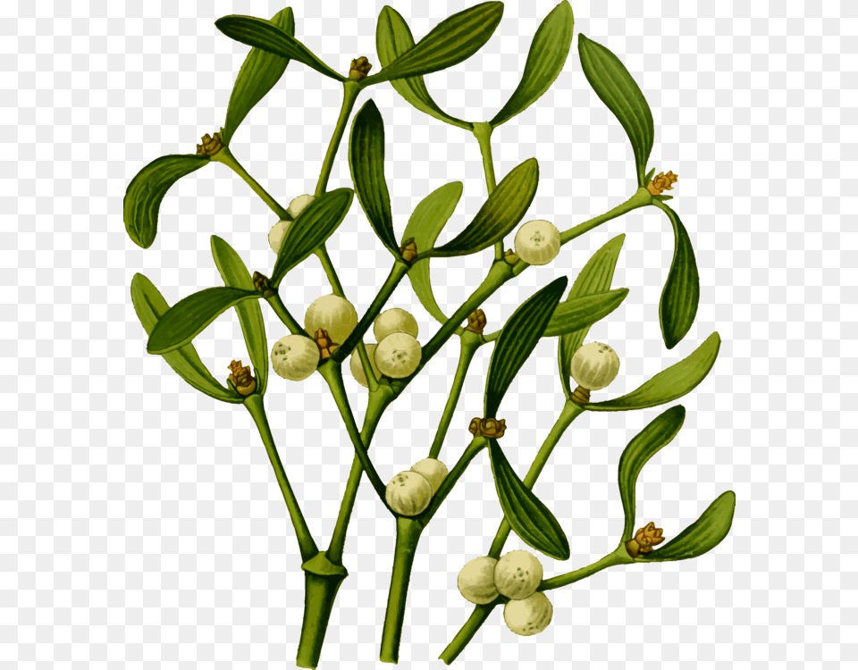 Christmas Mistletoe Viscum Album Plants, Leaf, Plant, Flower Png