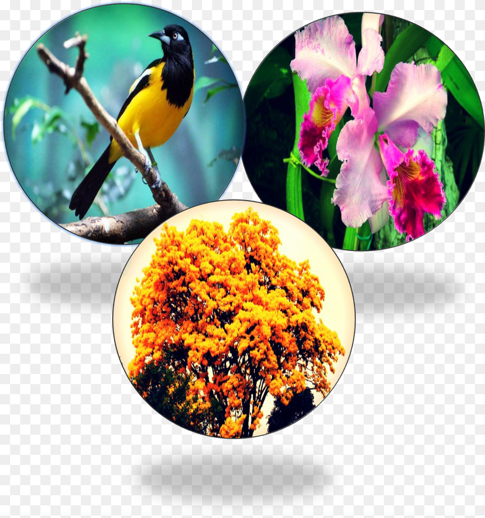 Christmas Orchid, Animal, Beak, Bird, Finch Png