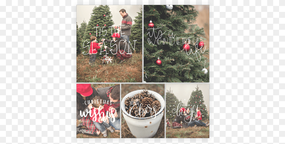 Christmas Ornament, Tree, Plant, Fir, Boy Png Image