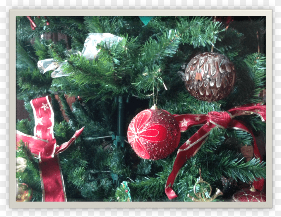 Christmas Ornament, Tree, Plant, Turtle, Animal Png Image