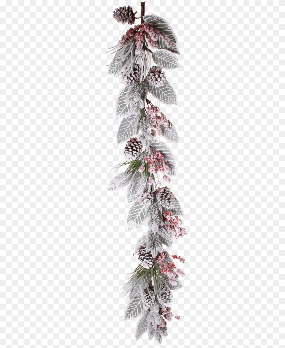 Christmas Ornament, Amaranthaceae, Plant, Grass, Flower Free Png Download