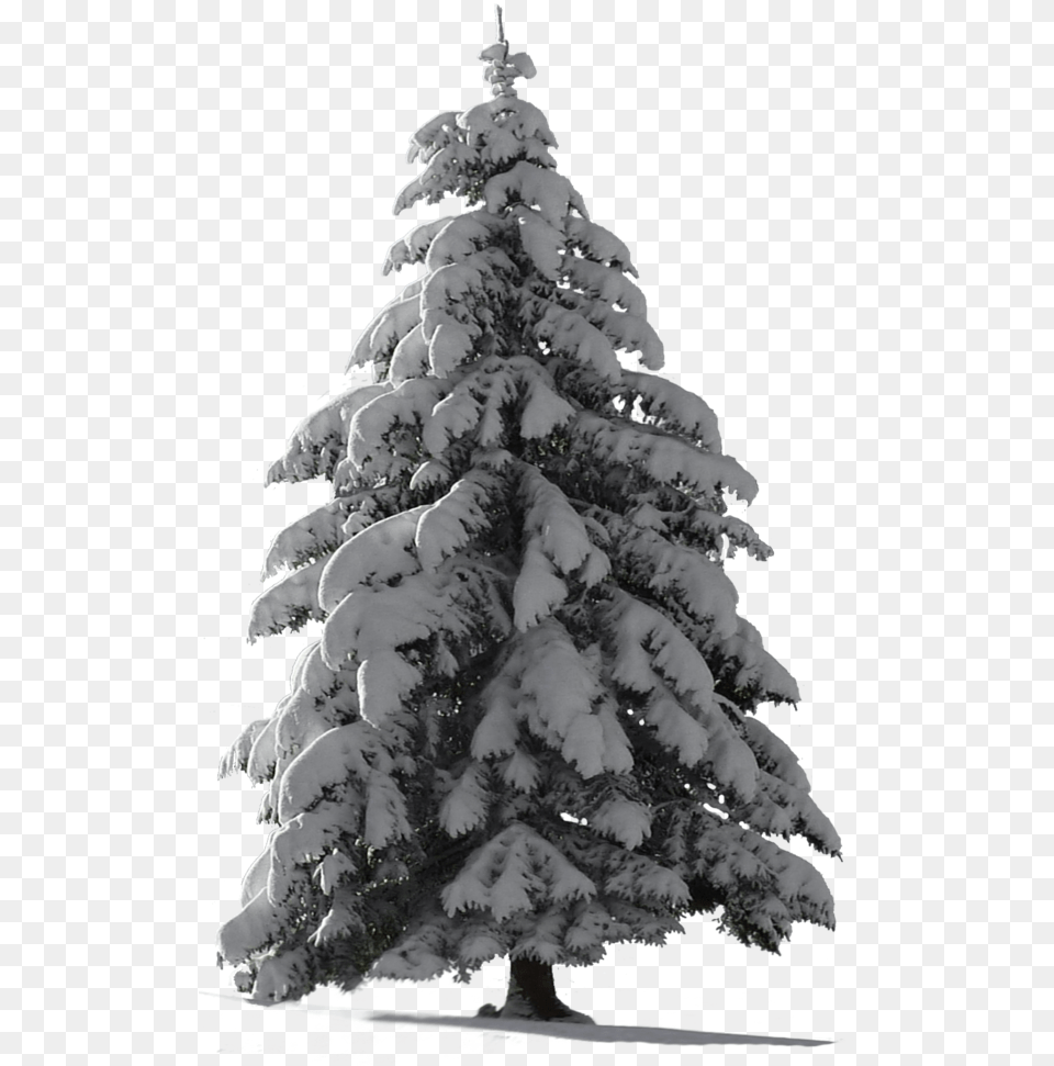 Christmas Picsart Pine Tree Snow, Fir, Plant, Conifer, Adult Free Png