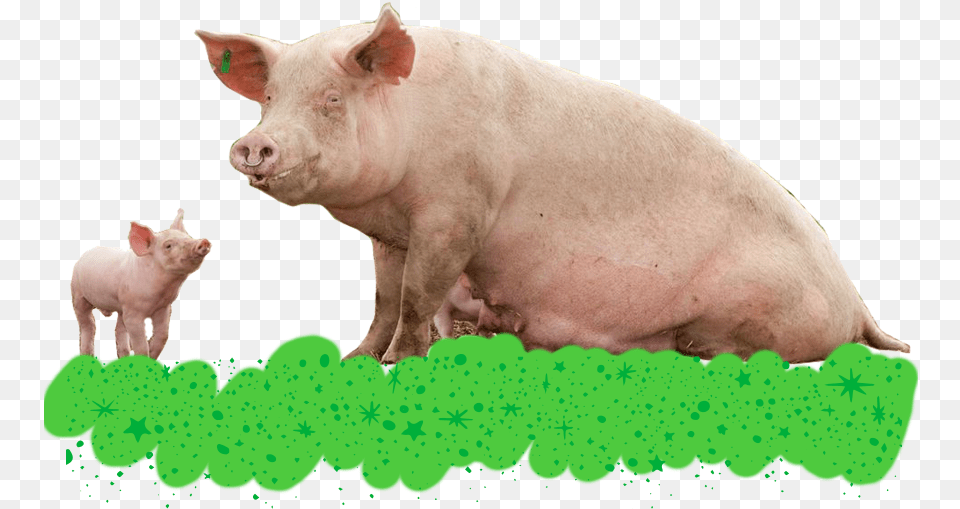 Christmas Pigs Freedom Farms Domestic Pig, Animal, Boar, Hog, Mammal Free Png