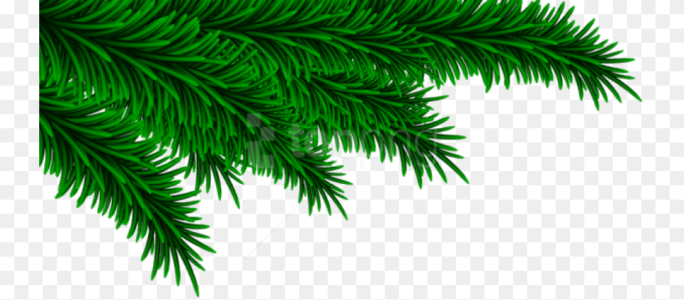 Christmas Pine Branches Decorating Christmas Pine Branch, Conifer, Fir, Leaf, Plant Free Png