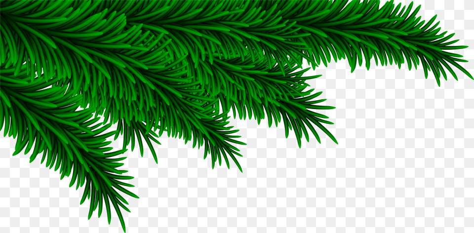 Christmas Pine Branches Decorating Clip Art Image Christmas Pine Branch Free Png Download