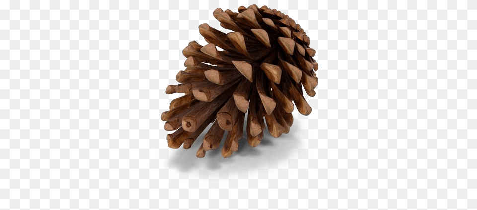 Christmas Pine Cone, Conifer, Plant, Tree, Wood Png Image