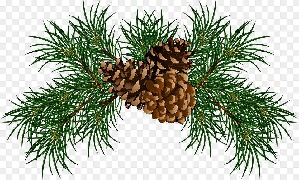 Christmas Pine Cone, Conifer, Fir, Plant, Tree Free Transparent Png