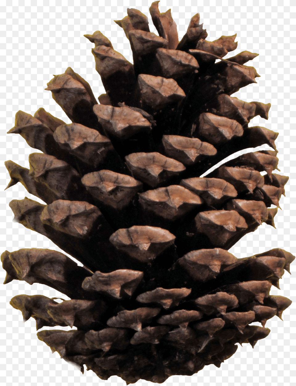 Christmas Pine Cone Pinecone Png