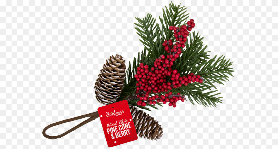 Christmas Pine Cone U0026 Berry Decoration Illustration, Conifer, Plant, Tree, Fir Free Png Download