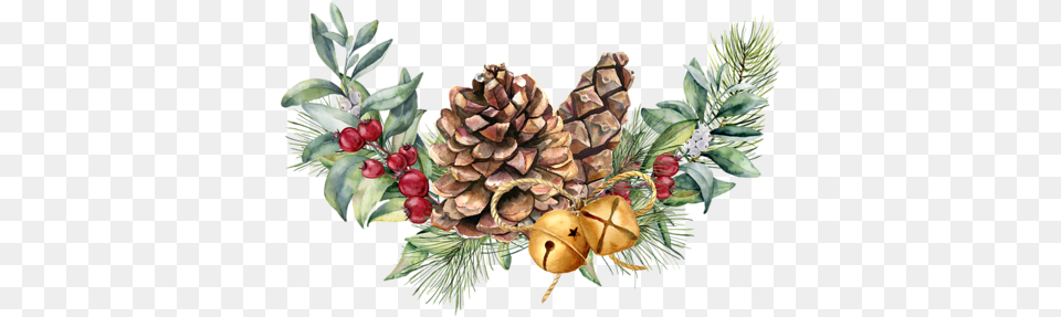 Christmas Pine Cone Watercolor Pinecone, Conifer, Plant, Tree, Larch Png Image