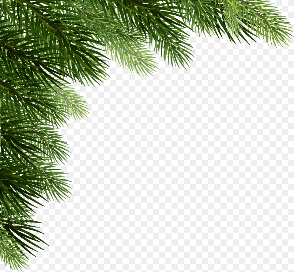 Christmas Pine Corner Christmas Tree Transparent Christmas Pine Free Png