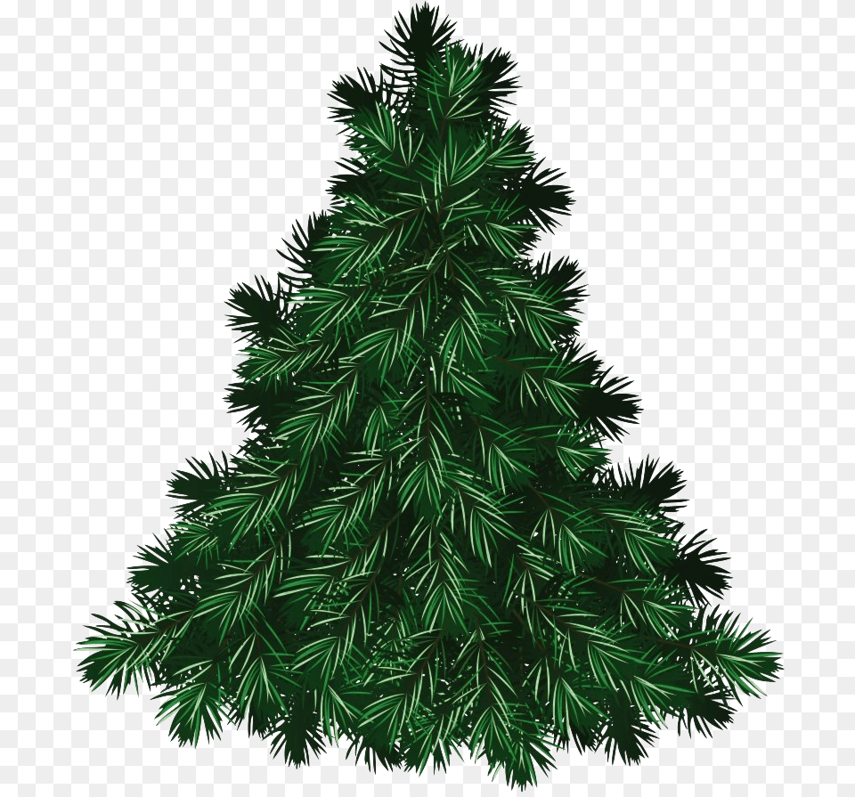 Christmas Pine Tree, Plant, Fir, Christmas Decorations, Festival Free Png