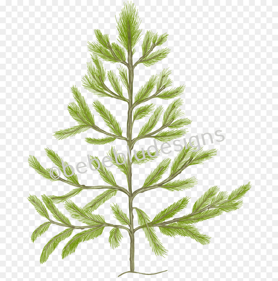 Christmas Pine Tree Christmas Tree, Grass, Herbal, Herbs, Leaf Png Image