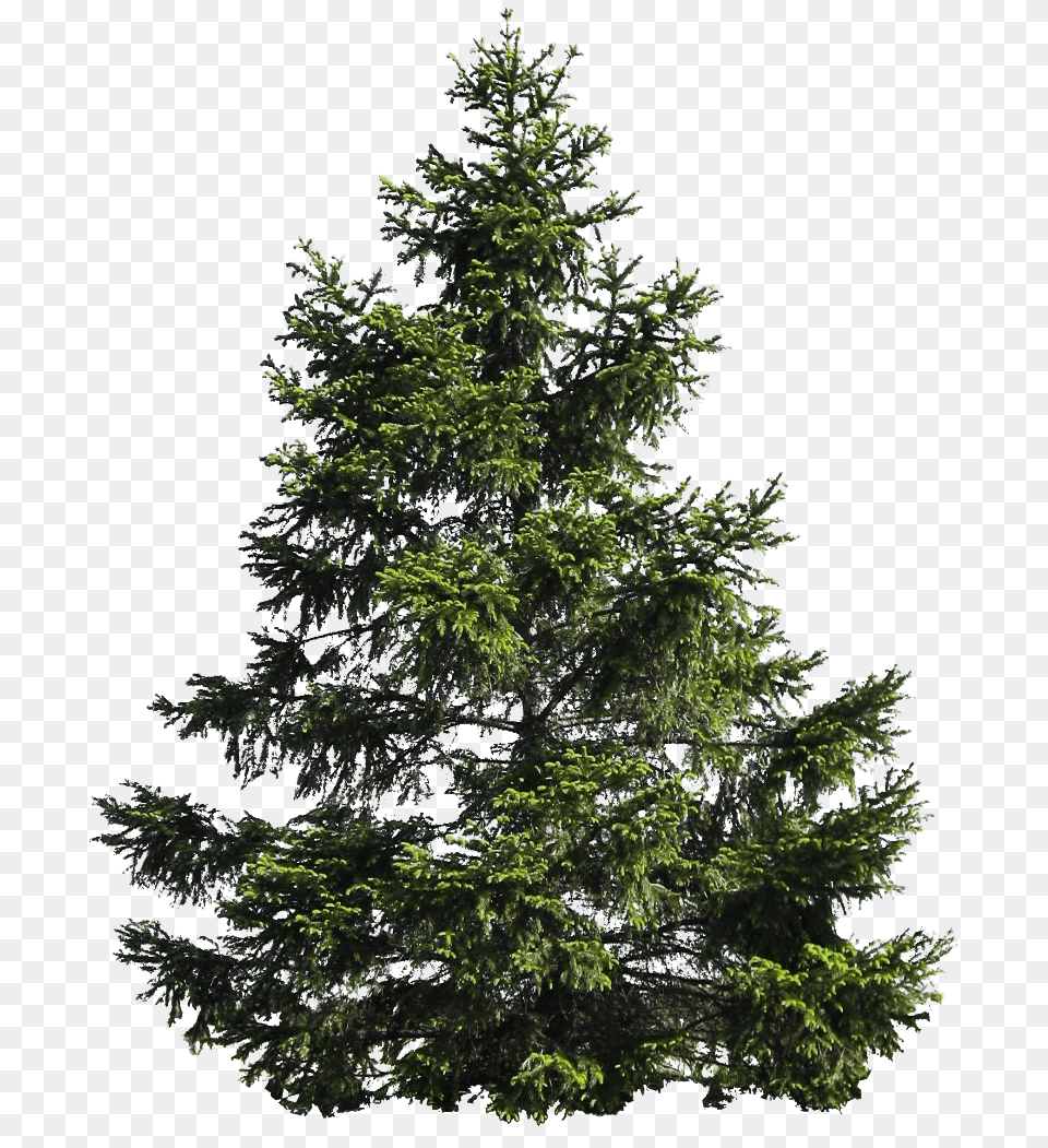 Christmas Pine Tree Mart Pine Tree, Conifer, Fir, Plant Png Image