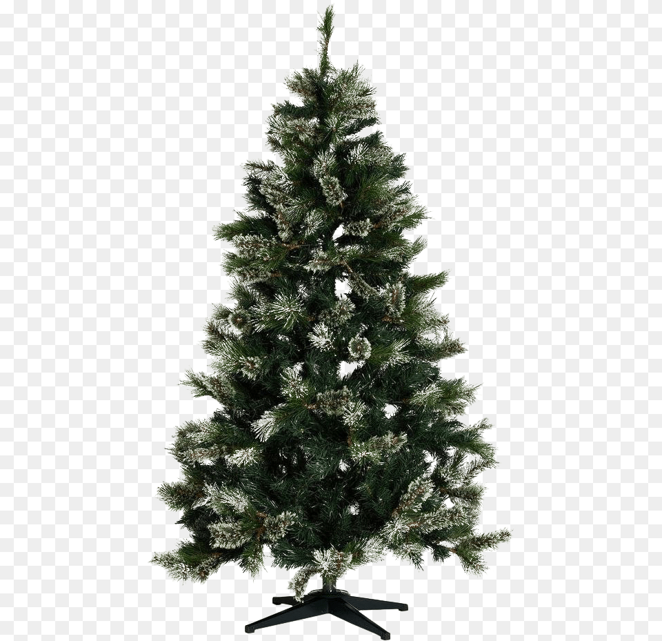 Christmas Pine Tree Pic Real Christmas Tree Plain, Plant, Fir, Christmas Decorations, Festival Free Transparent Png