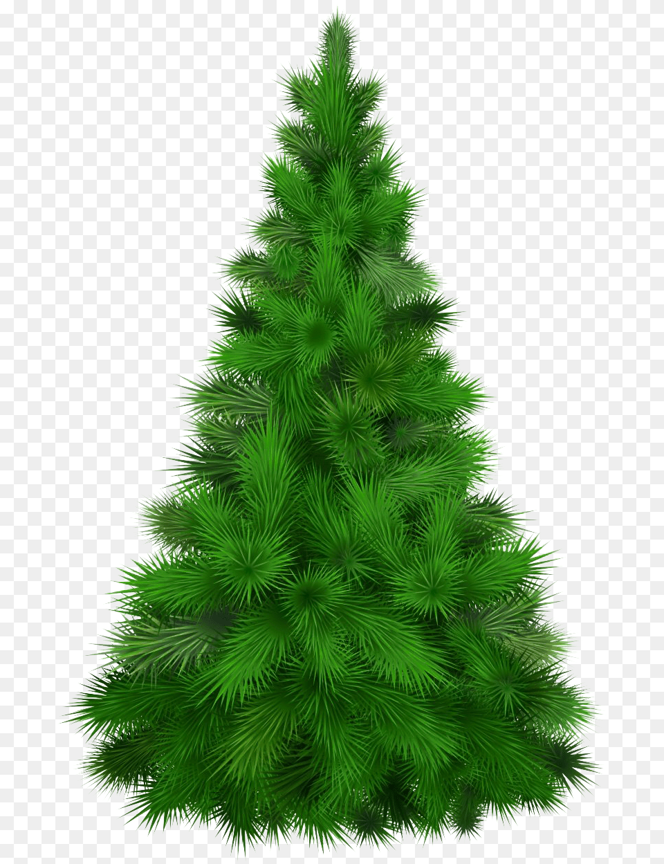 Christmas Pine Tree Pine Tree, Plant, Fir, Christmas Decorations, Festival Png