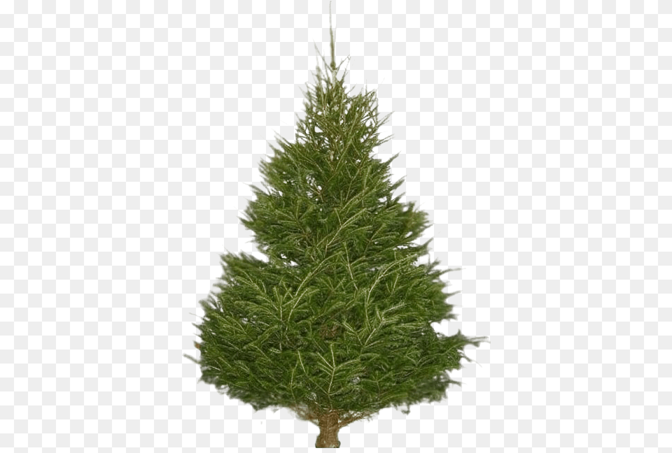 Christmas Pine Tree Transparent Image Prelit Slim Christmas Trees, Plant, Fir, Christmas Decorations, Festival Png