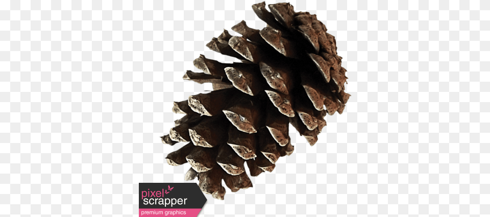 Christmas Pinecone Graphic By Sheila Reid Pixel Conifer Cone, Plant, Tree, Larch Png
