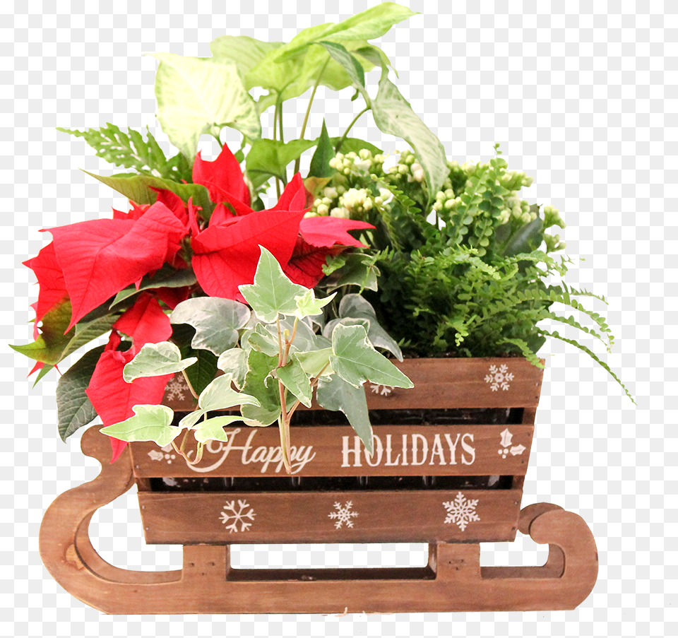 Christmas Planters Poinsettia, Flower, Pottery, Potted Plant, Planter Free Transparent Png