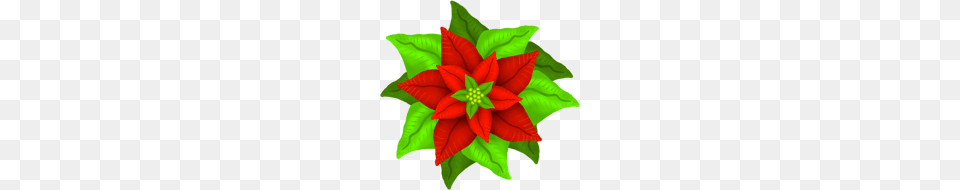 Christmas Poinsettia, Art, Floral Design, Graphics, Leaf Free Png Download