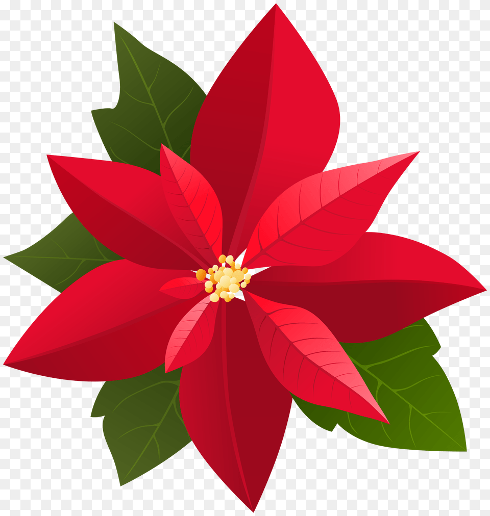 Christmas Poinsettia Clip, Leaf, Flower, Plant, Petal Free Png