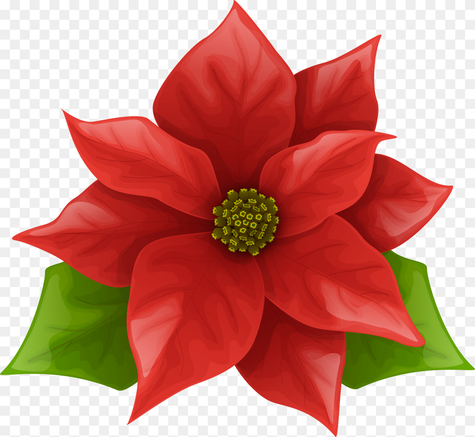 Christmas Poinsettia Clip Art Image Background, Gray Free Transparent Png