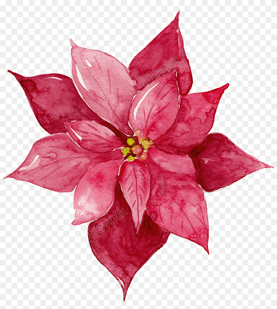 Christmas Poinsettia Clipart Stock Red Watercolor Watercolor Red Flowers Clipart, Dahlia, Flower, Leaf, Petal Free Png