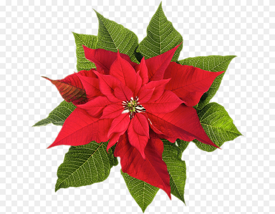 Christmas Poinsettia Clipart Imgenes De La Flor De Pascua, Flower, Leaf, Petal, Plant Free Png