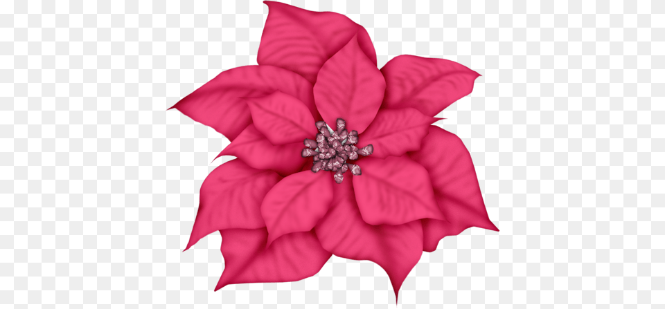 Christmas Poinsettia Holly Stock Photo Blue Poinsettia Clipart, Dahlia, Flower, Leaf, Petal Free Png Download
