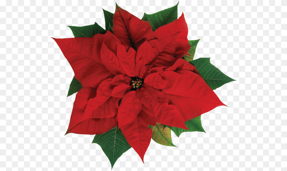 Christmas Poinsettia Poinsettia Flower, Leaf, Plant, Petal, Rose Free Png Download