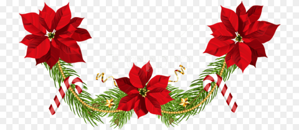 Christmas Poinsettias Garland Clip Art Poinsettia Christmas, Flower, Plant Free Png Download