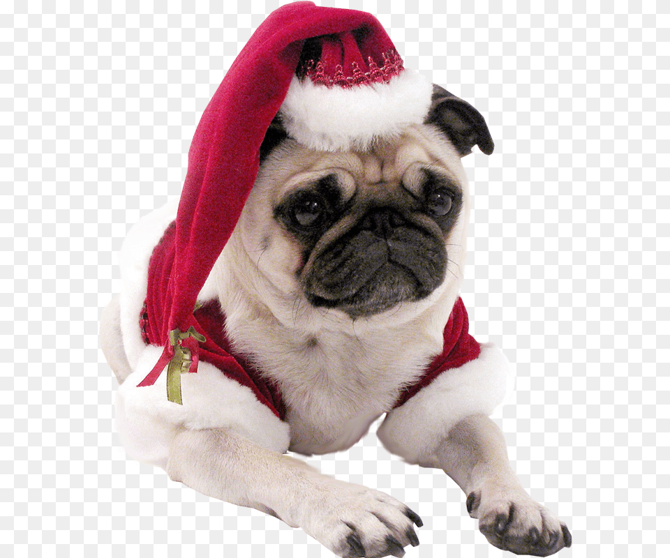 Christmas Pug Dog Transparent Background Cool Dog No Background, Animal, Canine, Mammal, Pet Png