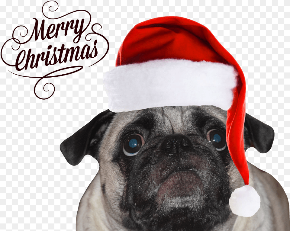 Christmas Pug Merry Christmas Pug, Animal, Canine, Mammal, Dog Free Transparent Png